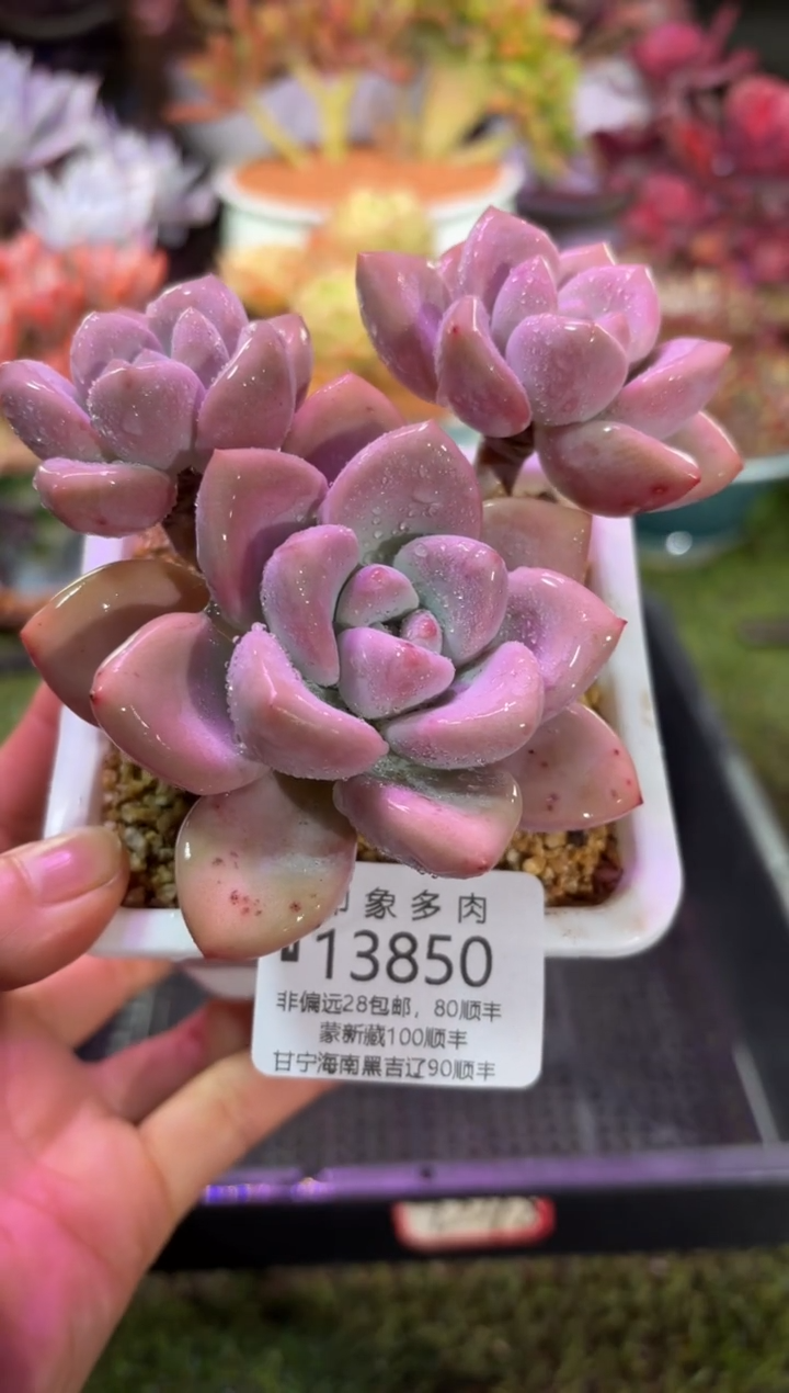 【闪购商品】13850