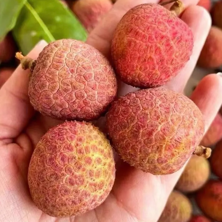 【次日达】 海南妃子笑海南荔枝特大A果头茬新鲜现摘水果肉厚香甜爽口3斤5斤     荔枝同城送