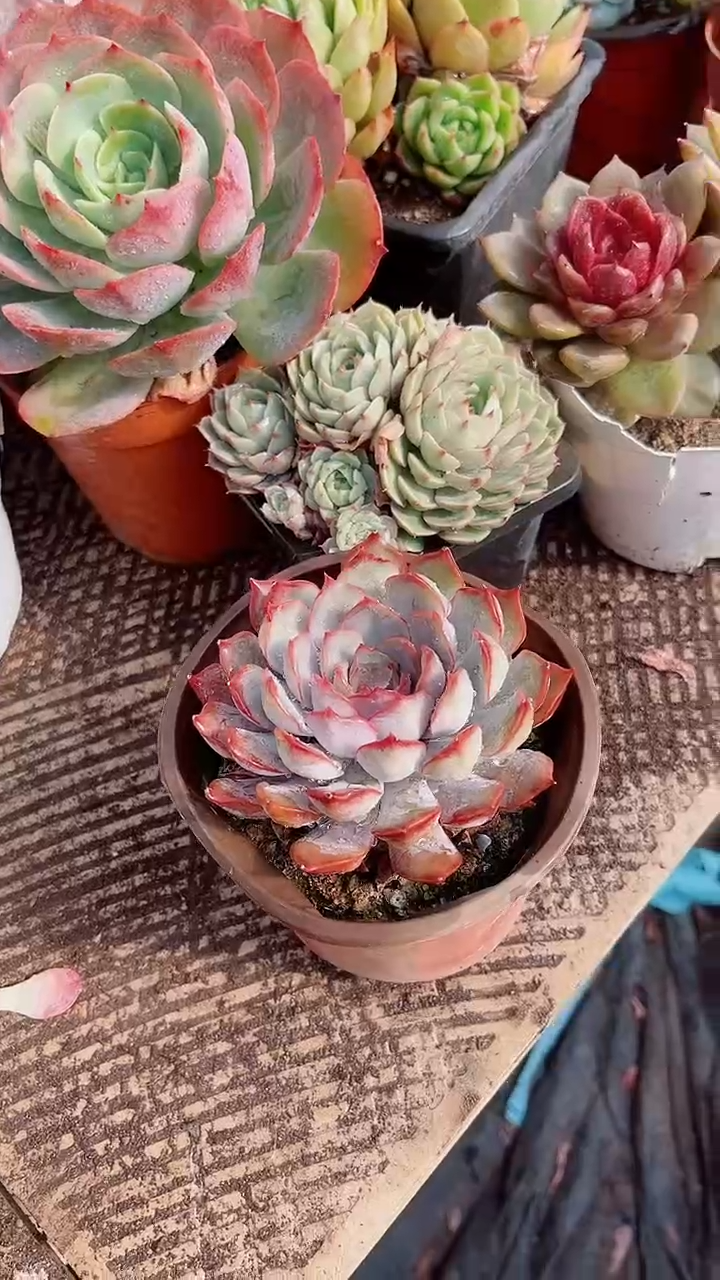 似**识跃跃精品多肉08139