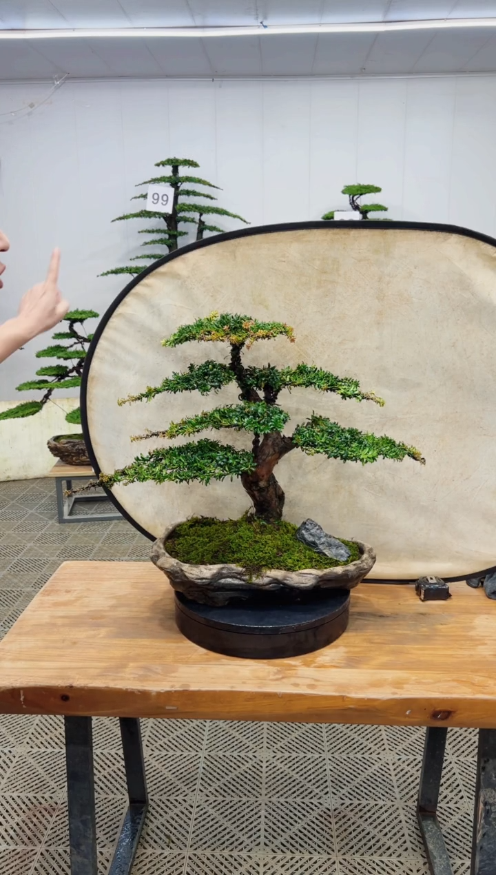 无花朵造型盆景一物一拍