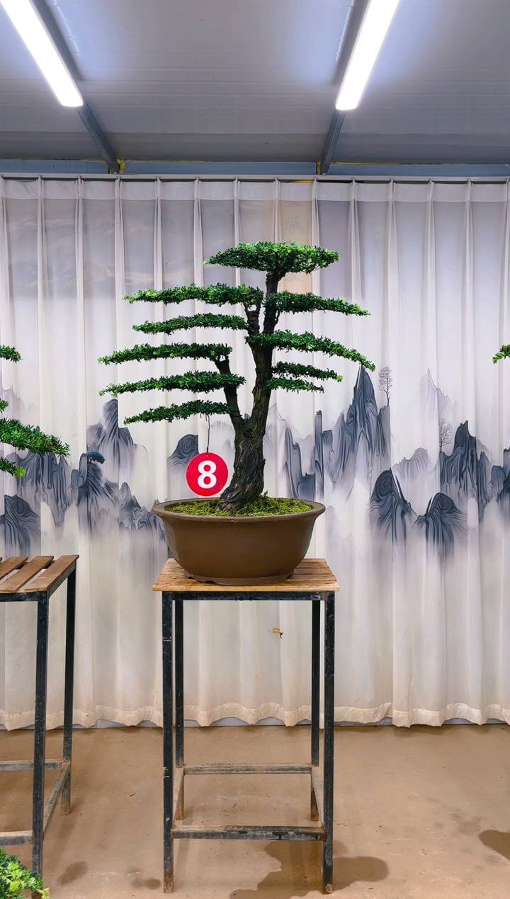 无花朵丹**象精品盆景  一物一拍