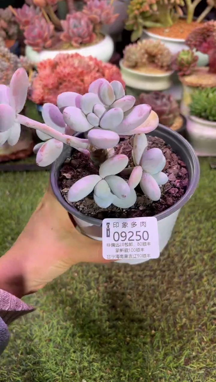 【闪购商品】09250