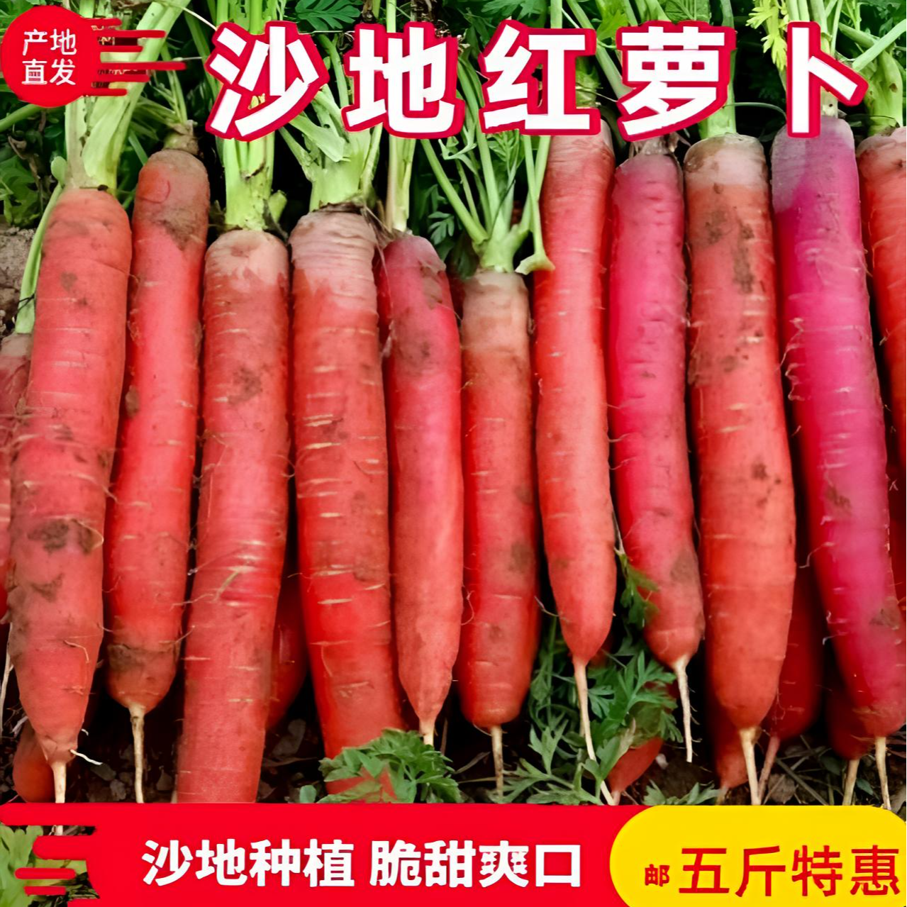 【不是胡萝卜】陕西沙地透心红水果红萝卜净重5斤脆甜带泥新鲜蔬菜