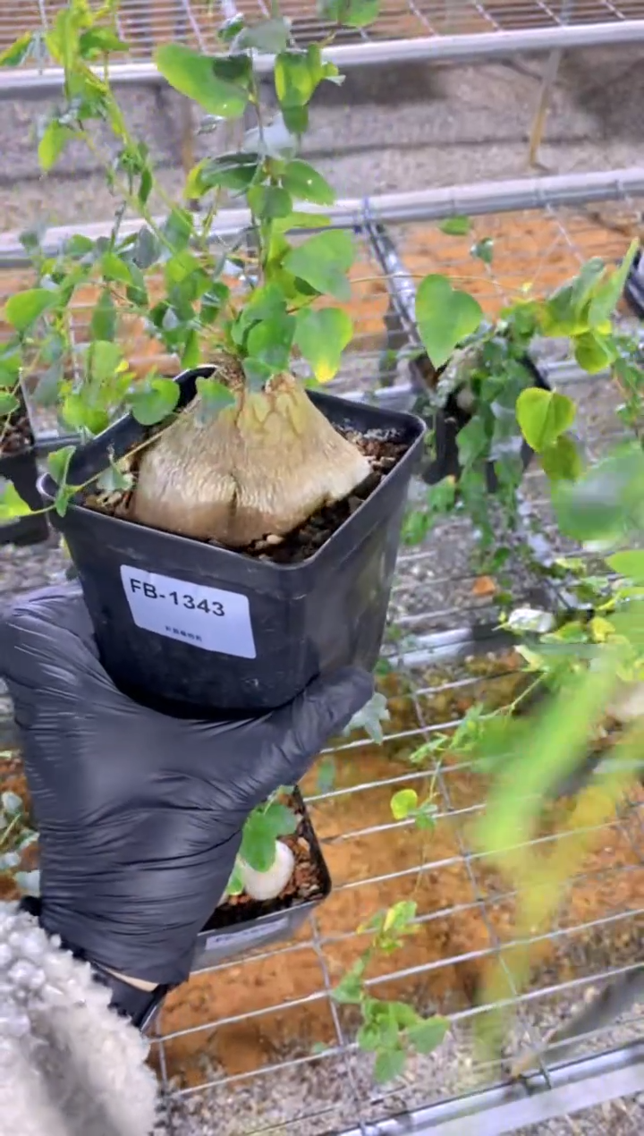 【闪购商品】半圆龟甲龙FB-1343