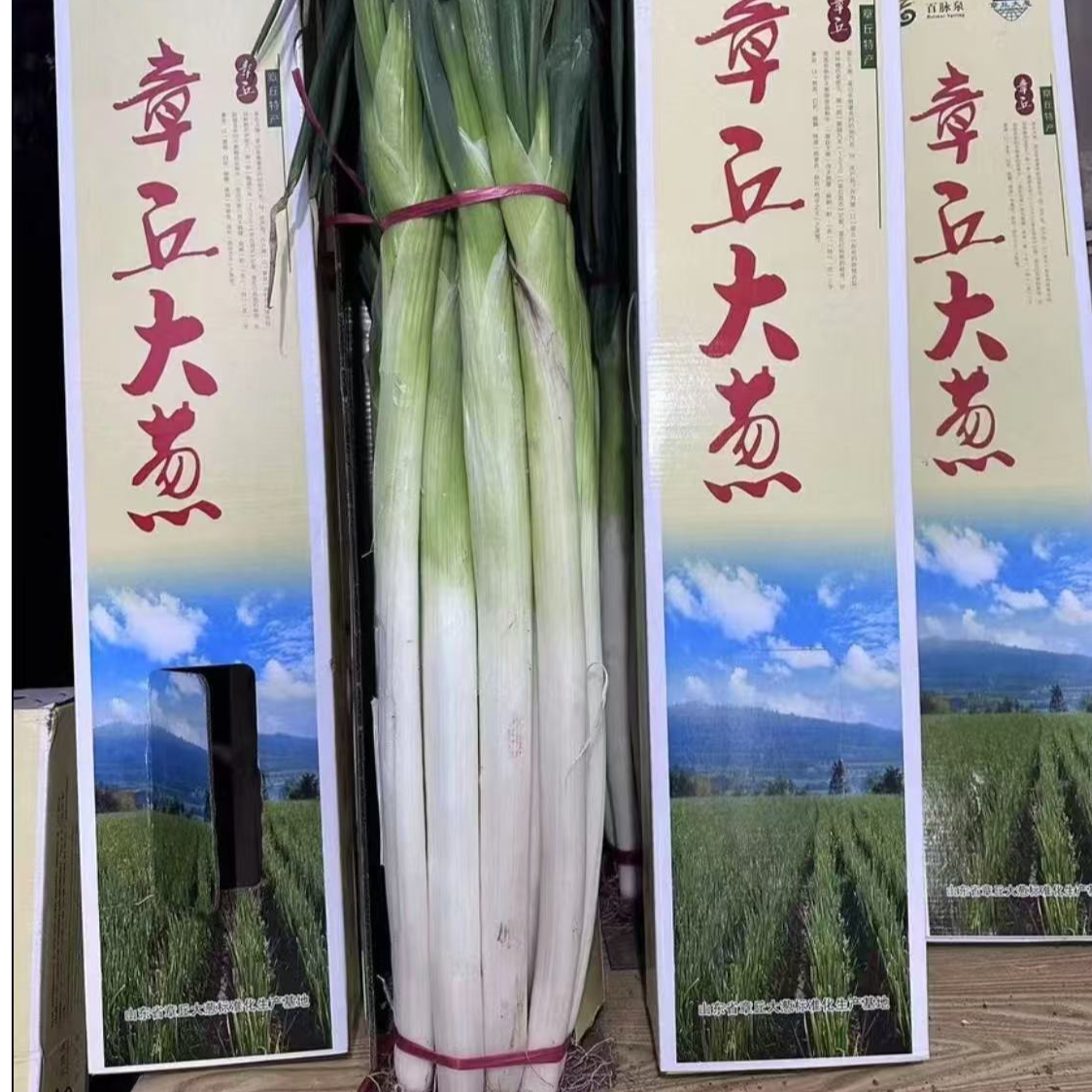 正宗精品章丘大葱田间地头现刨现发
