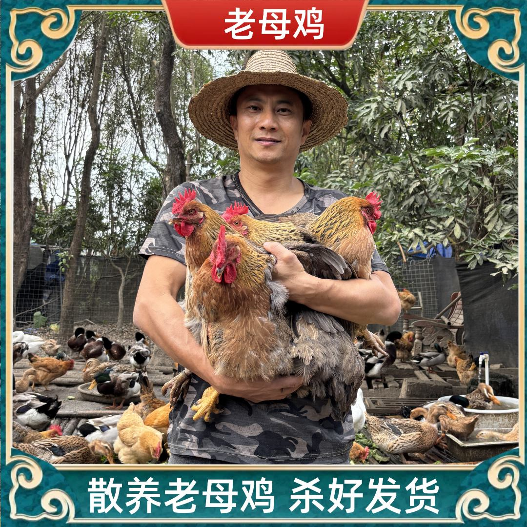 【兵哥D】散养500天本地土老母鸡 发2只净重5-6斤带内脏 顺丰包邮