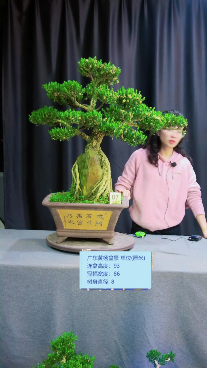 【闪购商品】雀舌黄杨盆景雀舌黄杨盆景