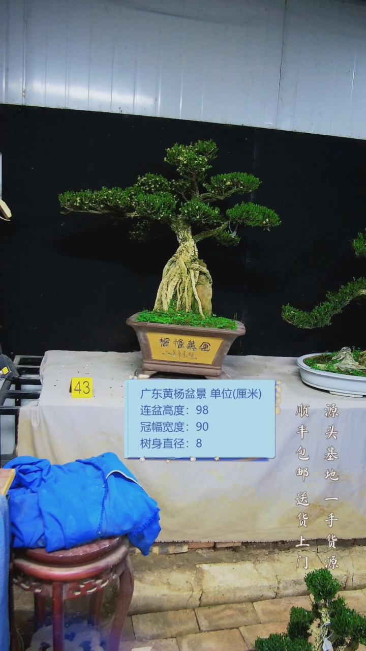 【闪购商品】雀舌黄杨盆景雀舌黄杨盆景
