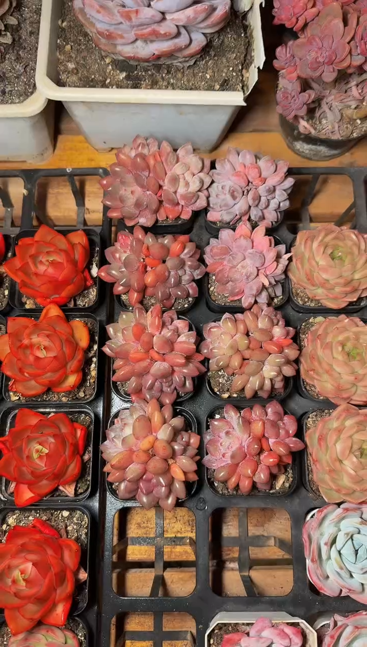 12月17日70#3头糖果天使（4-7cm）脱土