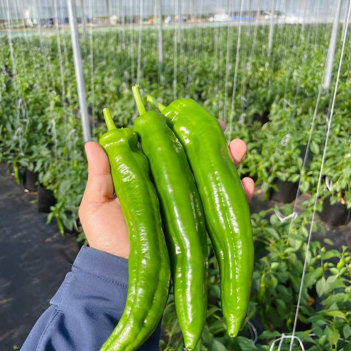 大连神农谷尖椒 净重1.5斤 京东送货上门