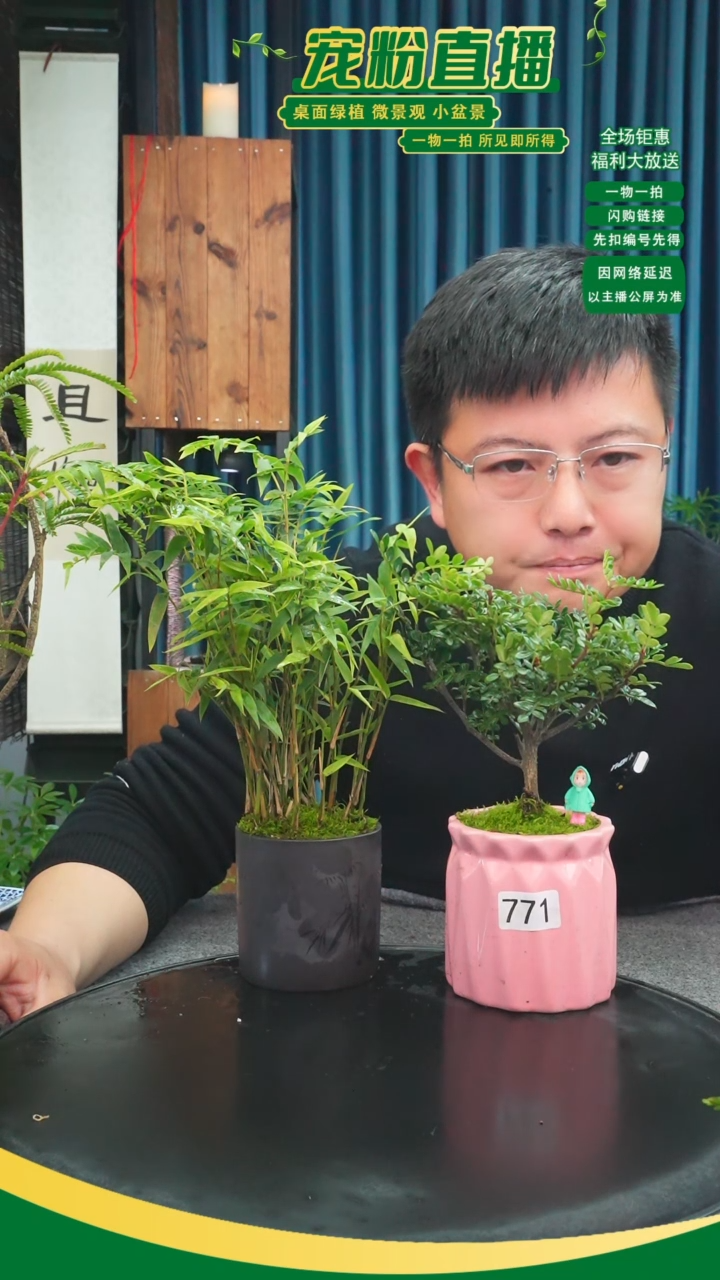 无花朵太***?苔藓微景观771号