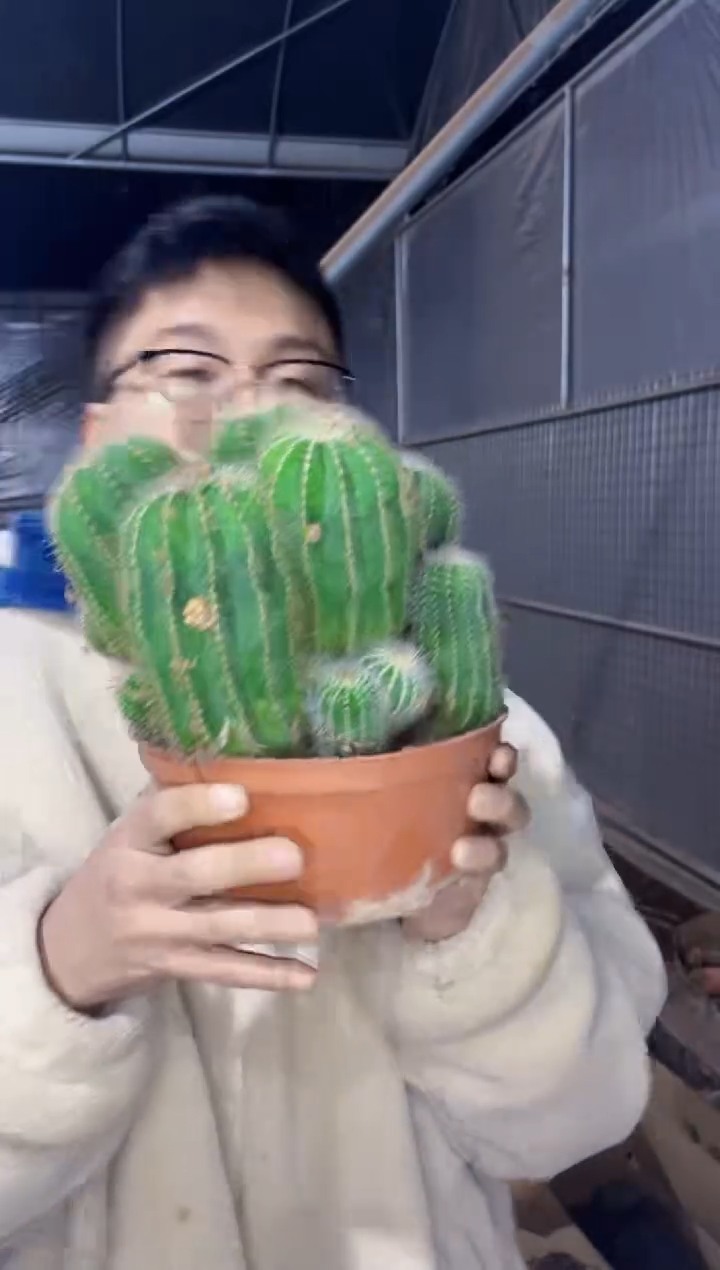 【闪购商品】银冠群生 17-20cm