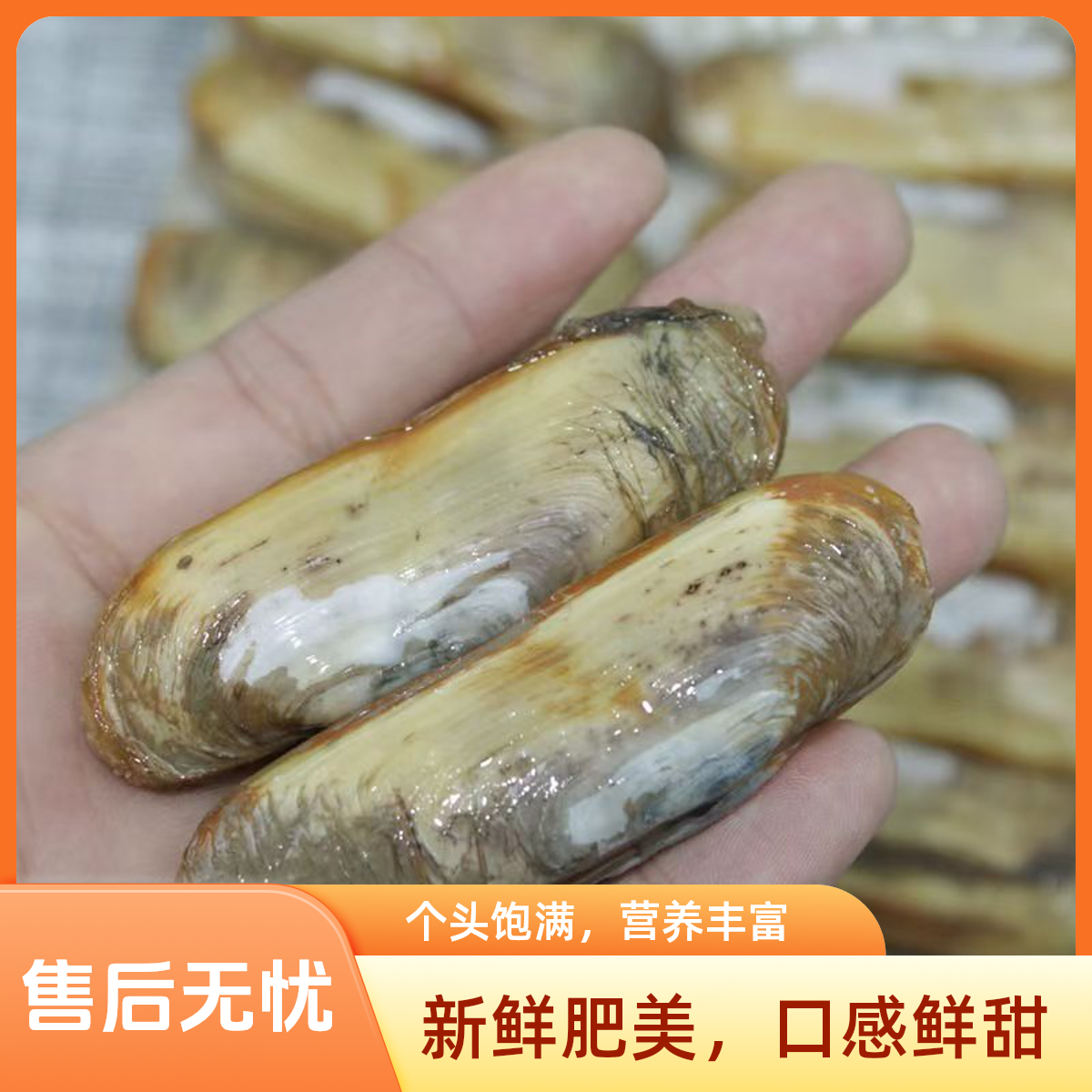 【鲜活】薄壳大蛏子500g/份海鲜