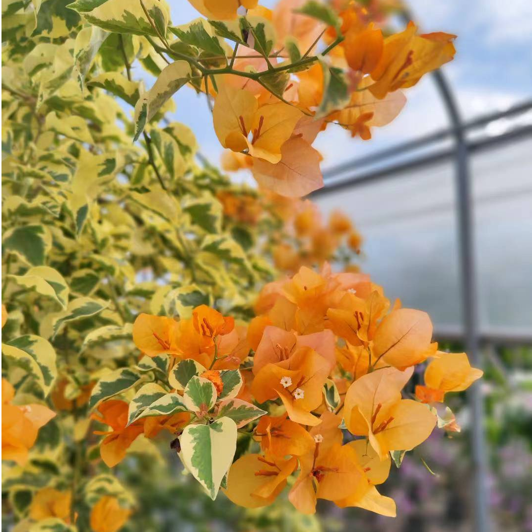 佰梅园 黎明三角洲（金边黄）三角梅扦插袋苗