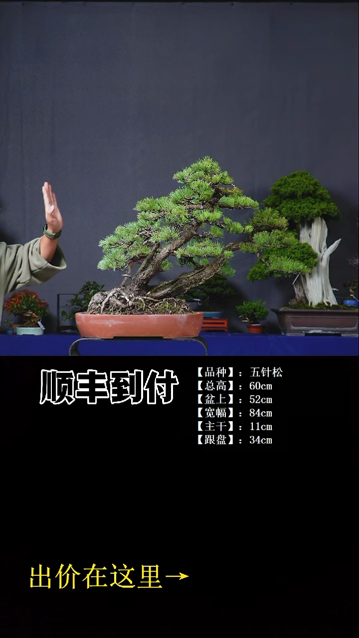 无花朵五针松bubaopyou