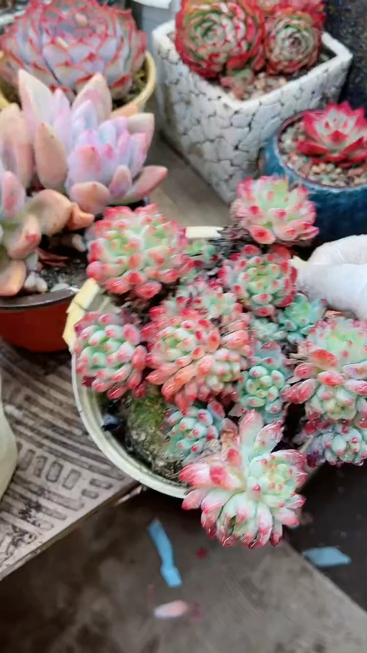 【闪购商品】16072