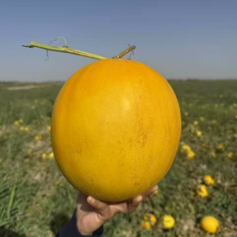 甘肃民勤沙漠金冠蜜瓜黄河蜜瓜口感软糯香甜越放越甜