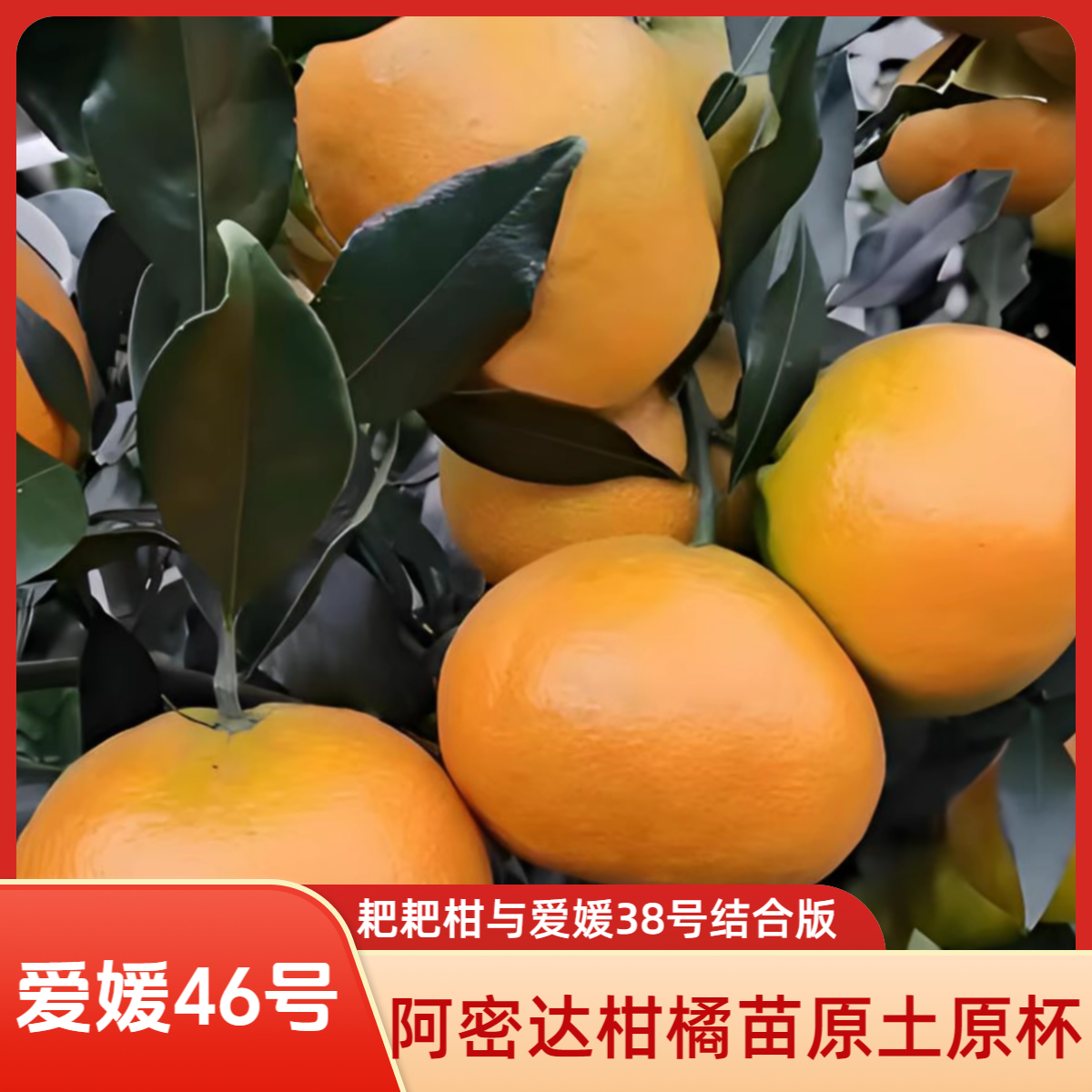 【阿蜜达柑橘苗】嫁接阿密达树苗早熟耙耙柑庭院种植盆栽地栽果树苗