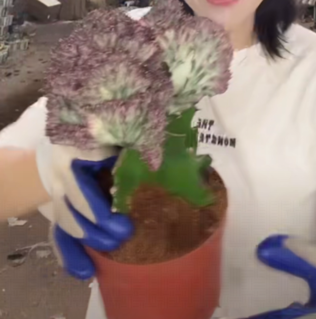 二妹园艺【 1棵  彩麒麟   】脱土随机发货