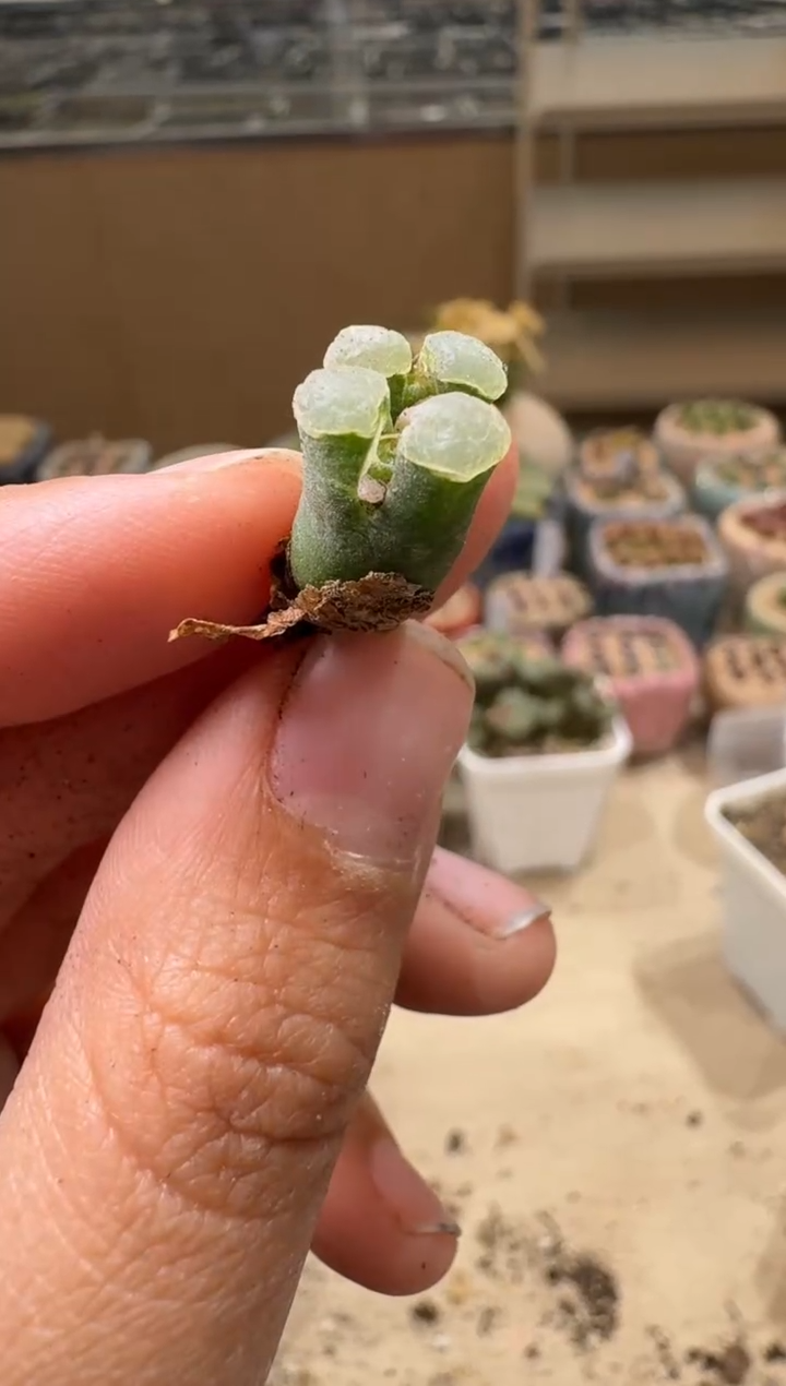 6-173多肉植物肉锥