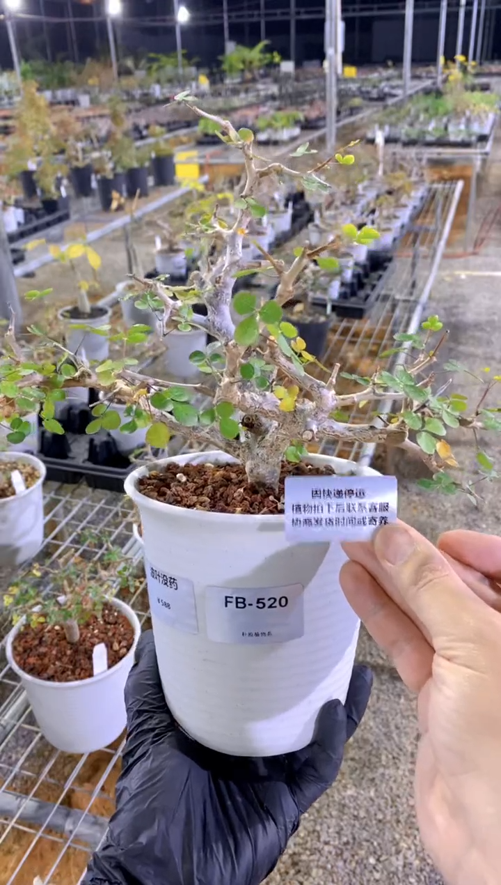 【闪购商品】波叶没药FB-520