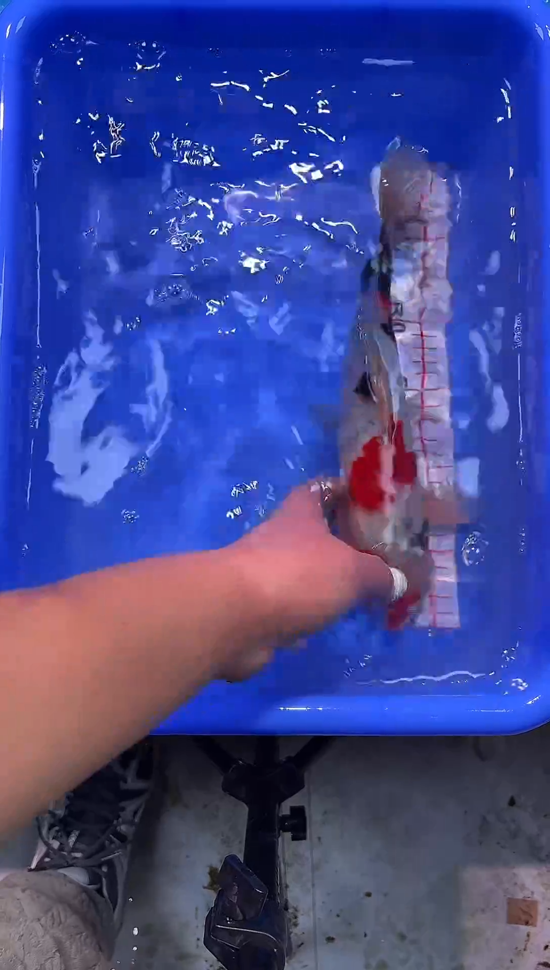 锦鲤锦鲤2026-1-4汇鼎锦鲤--86