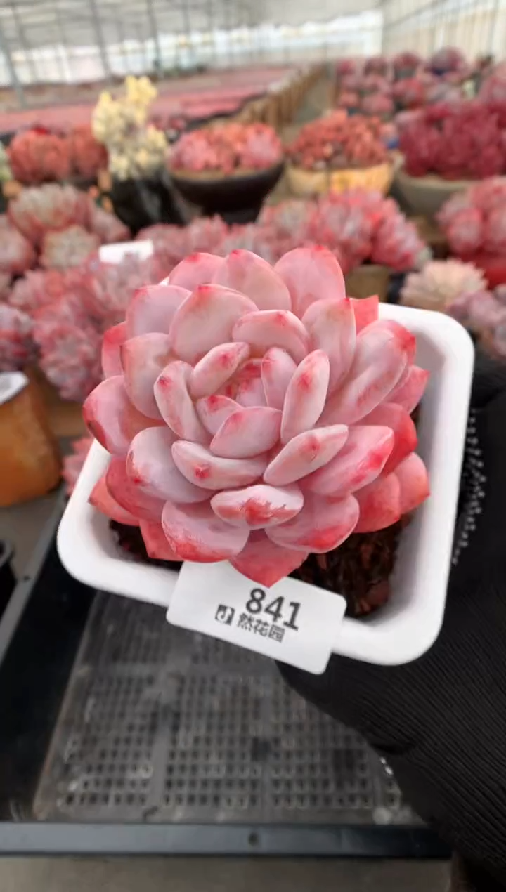 841韩橙微瑕多肉植物一物一拍