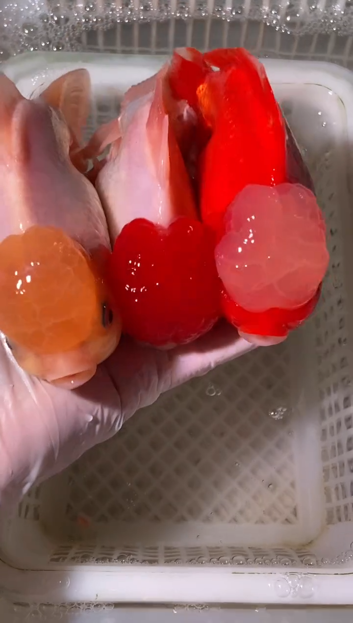 金鱼鱼之源一物一拍链接/无开箱视频不售后3