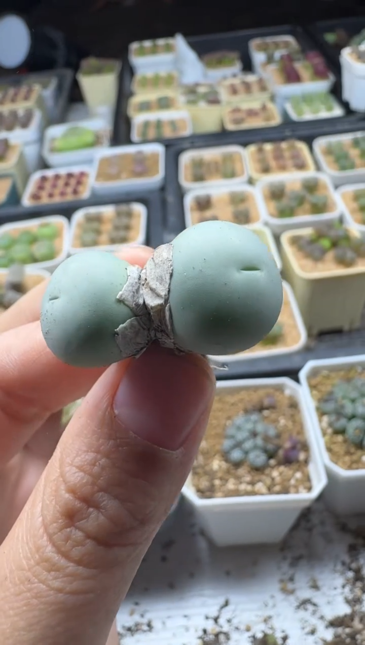 【闪购商品】17-323