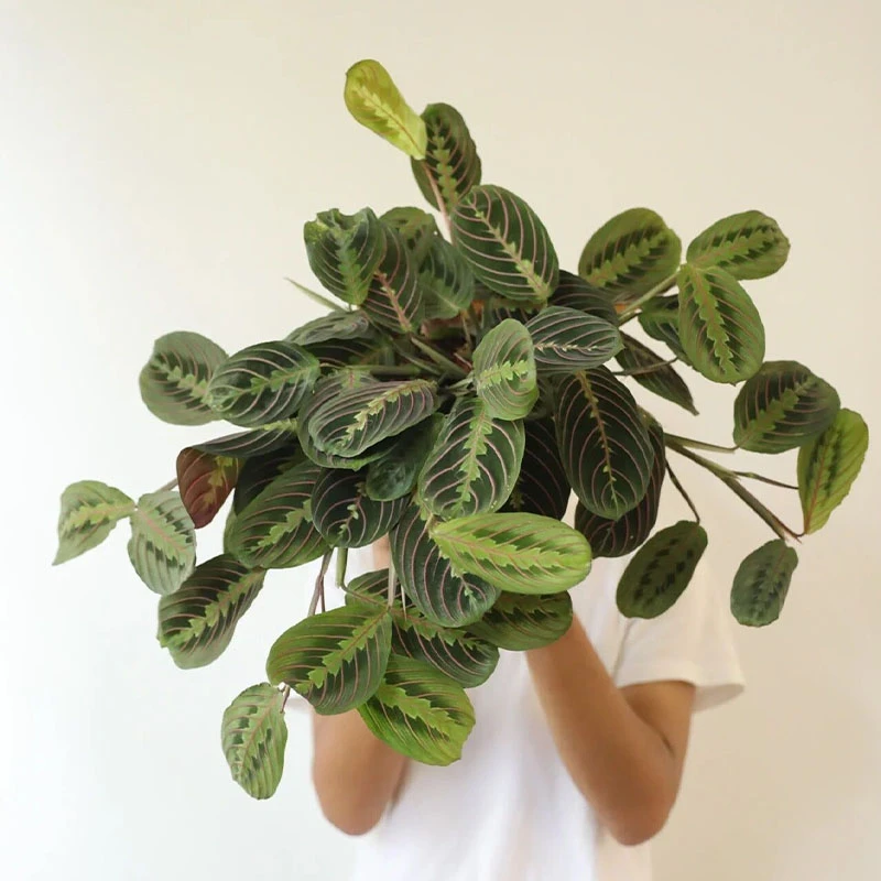 盆栽绿植  叶蝉竹芋室内好养