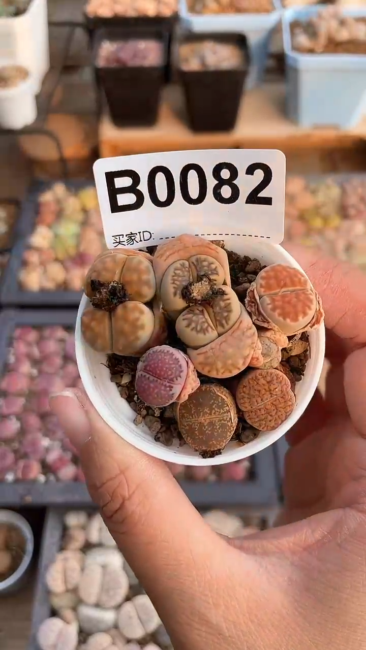 【闪购商品】0082直播一物一拍