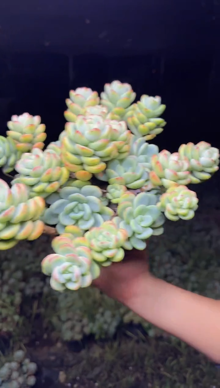厚叶傲霜群 5    