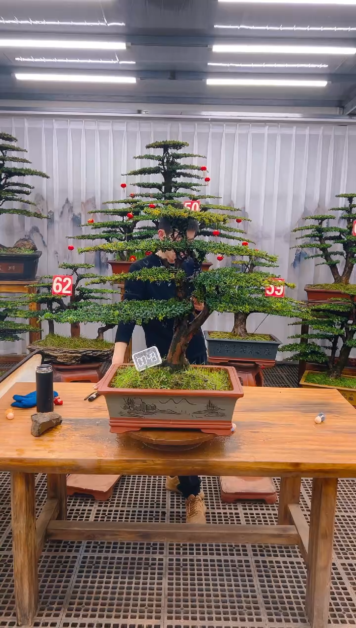 【闪购商品】紫砂精品盆景直播间一物一拍