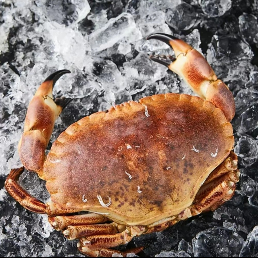 鲜活面包蟹江浙沪皖充氧活发[保鲜不保活 ]外省冻发货 部分掉腿
