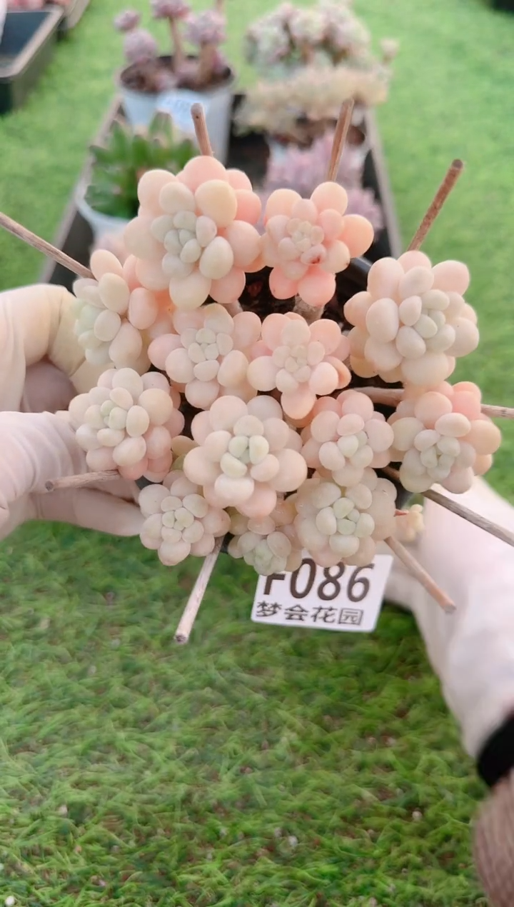 【闪购商品】梦会多肉一物一拍