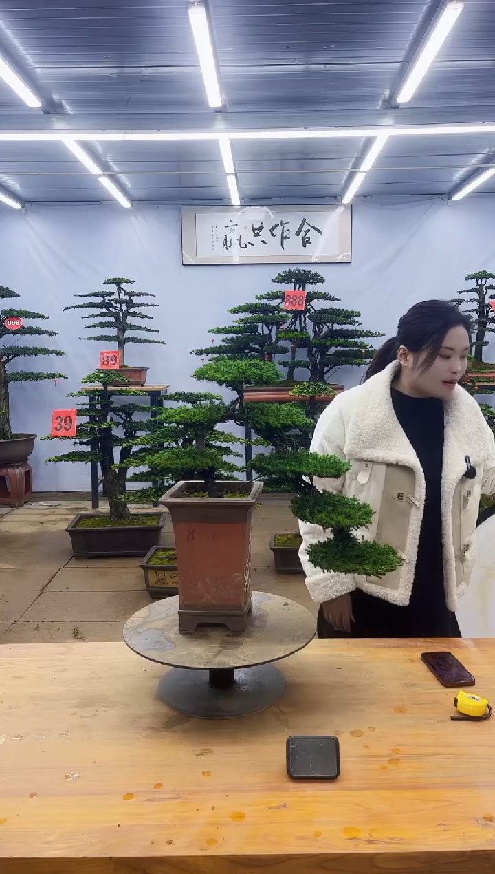 【闪购商品】高端盆景一物一拍，所见即所得