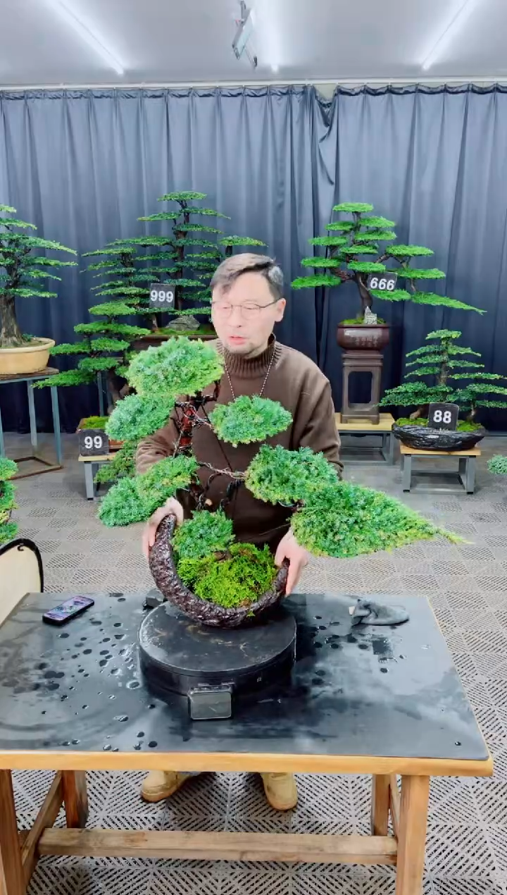 无花朵盆景.....