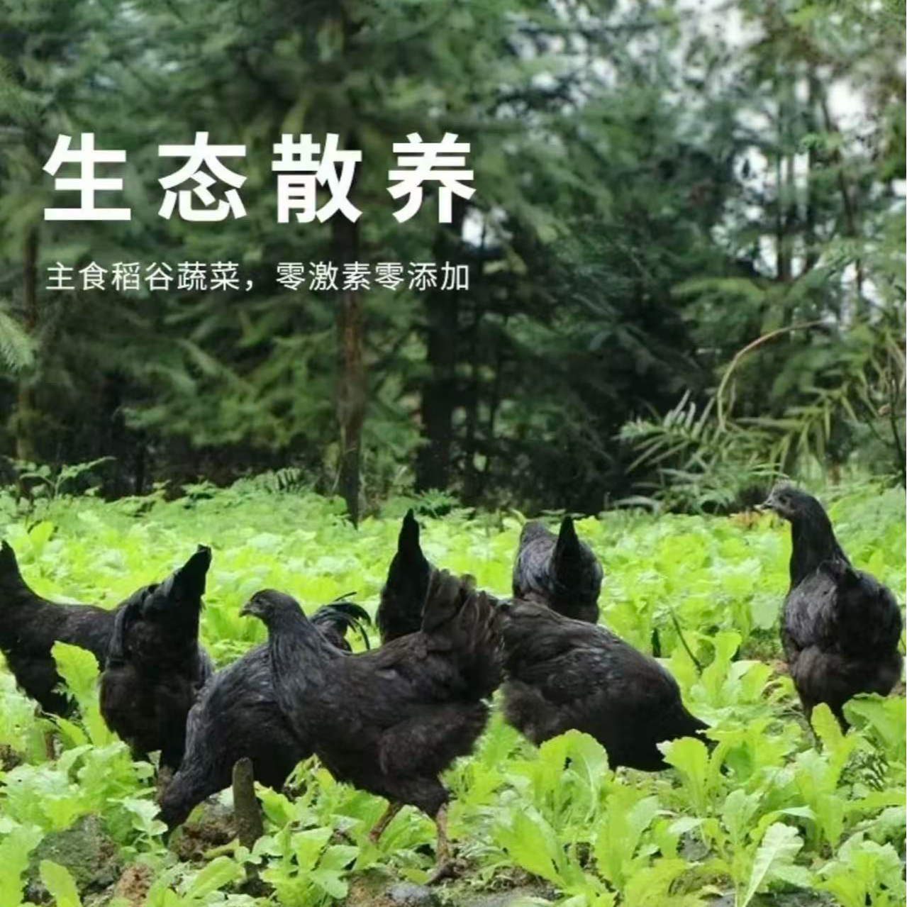 宠物黑壳蛋鸡黑凤凰公母可选2斤起发货可爱亲人 小孩玩宠