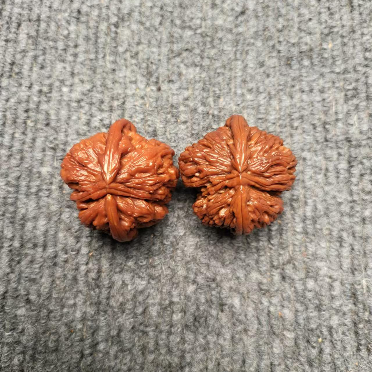 40白狮子牛小推土机