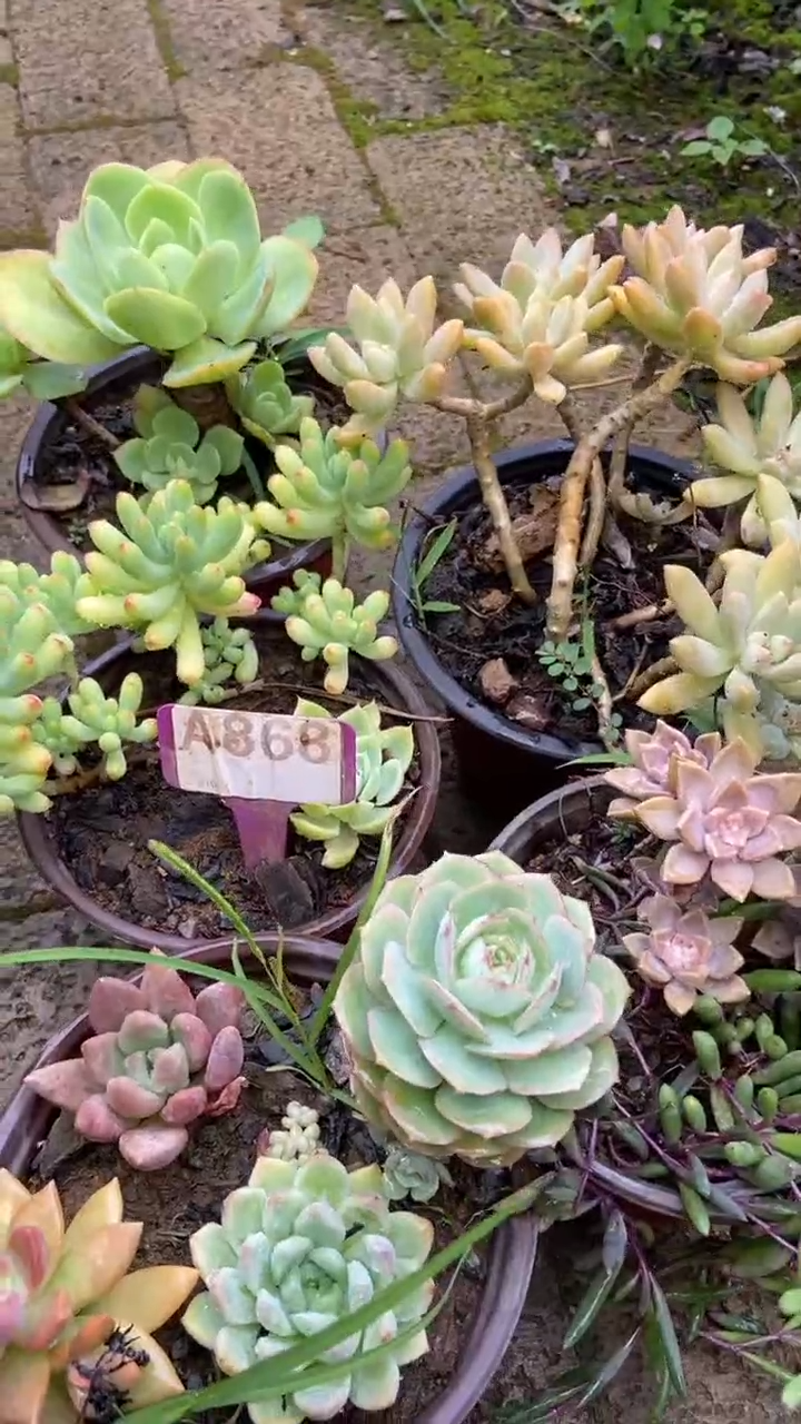 A868多肉组合默认脱土发货