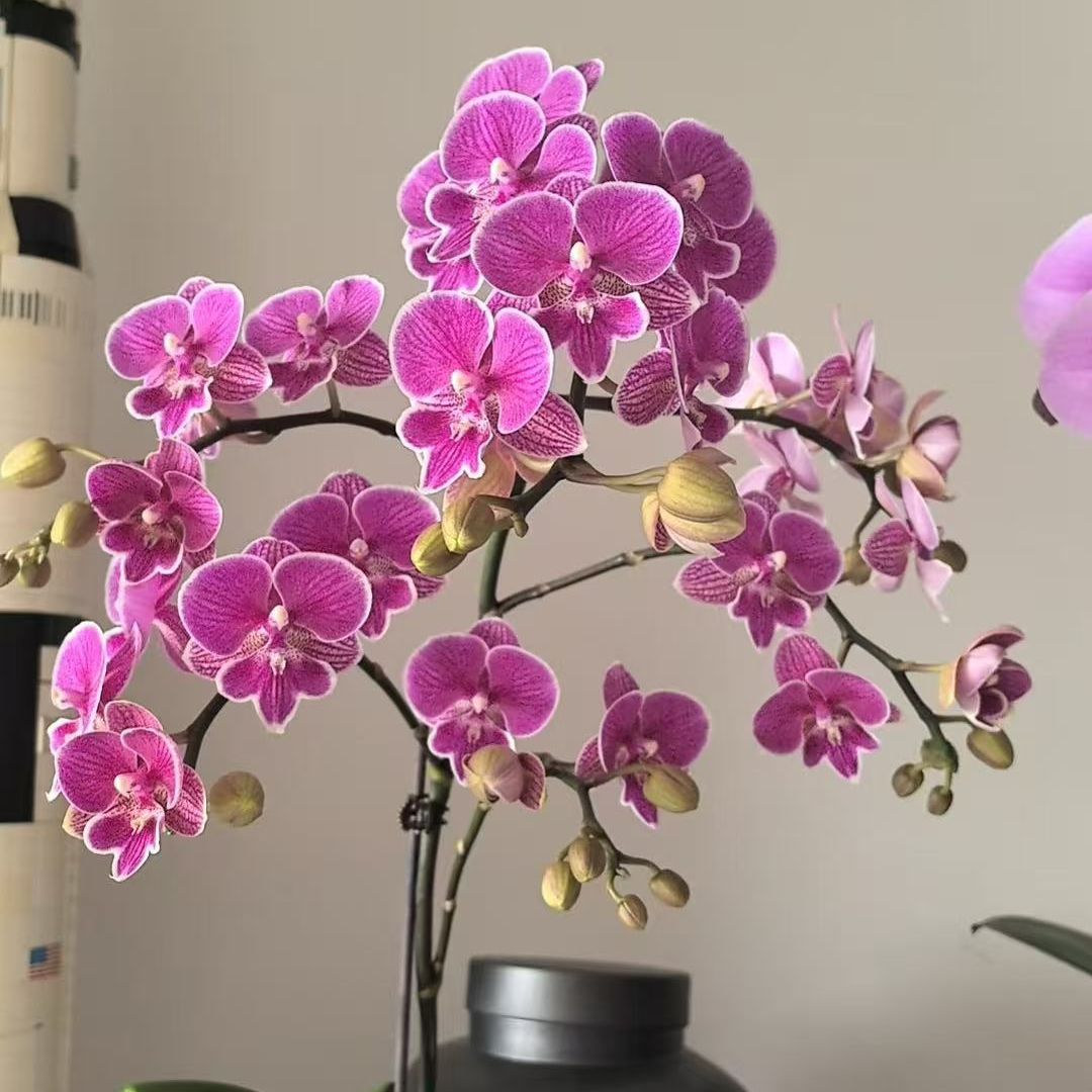 兰蝶汇【红豆】蝴蝶兰