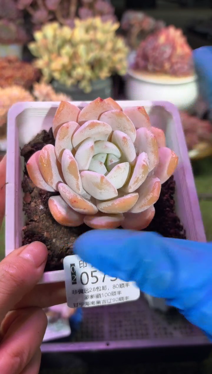 【闪购商品】05736