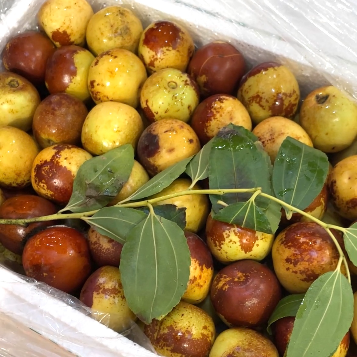  冬枣1箱带箱约3斤 清脆可口