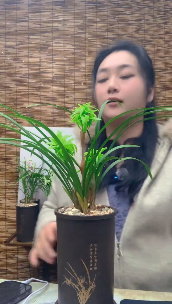 大部分花苞少量开放花开富贵5苗带花苞种好发货