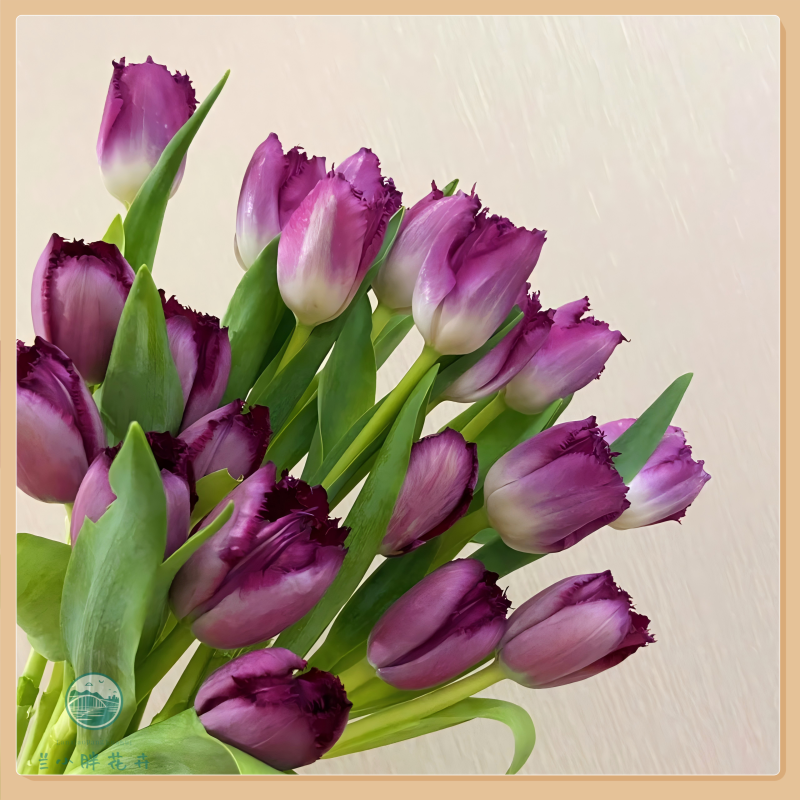 【兰小胖】方德A级-流苏郁金香10枝装季节限定养护简易顺丰发货