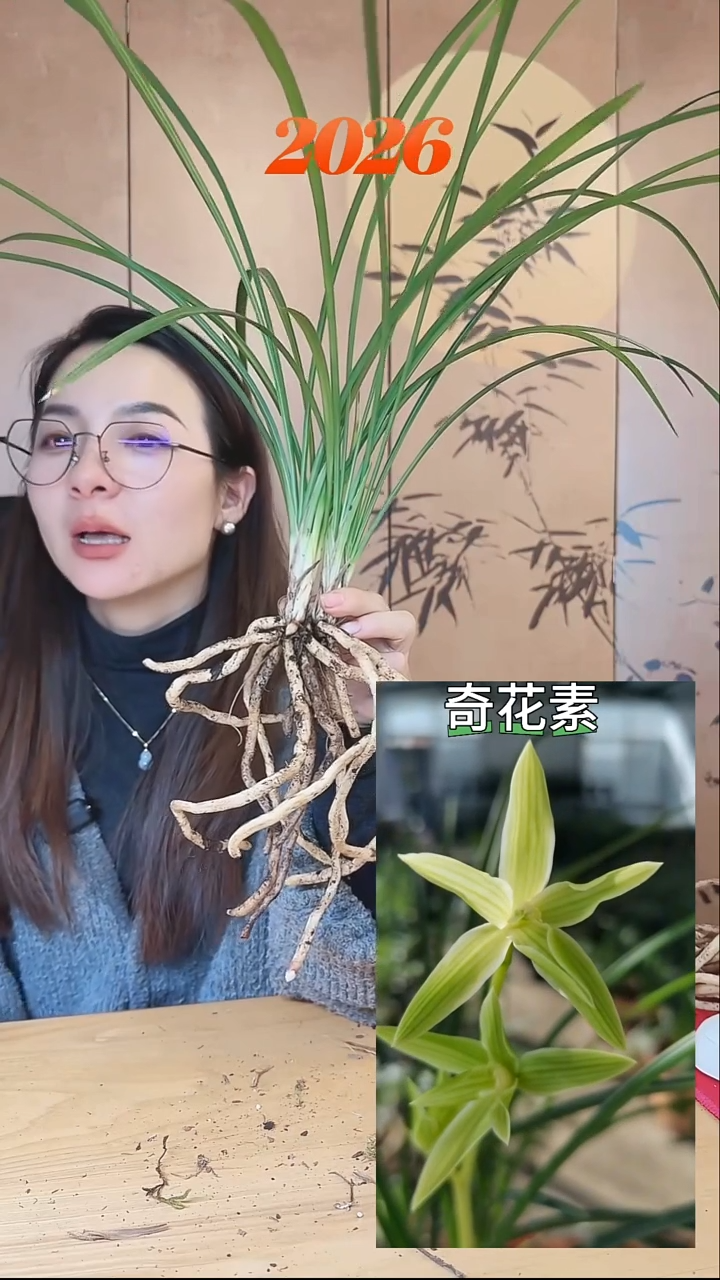 当前无花栽培后可以开花：奇花素