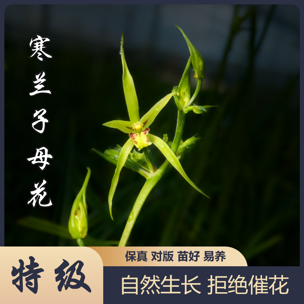 【特级】寒兰子母花 精品兰花 寒兰室内好养绿植盆栽花卉