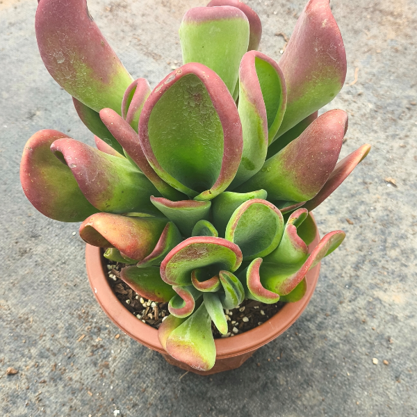 火狐狸 新手必拍  好看好养  精品多肉植物  云南发货