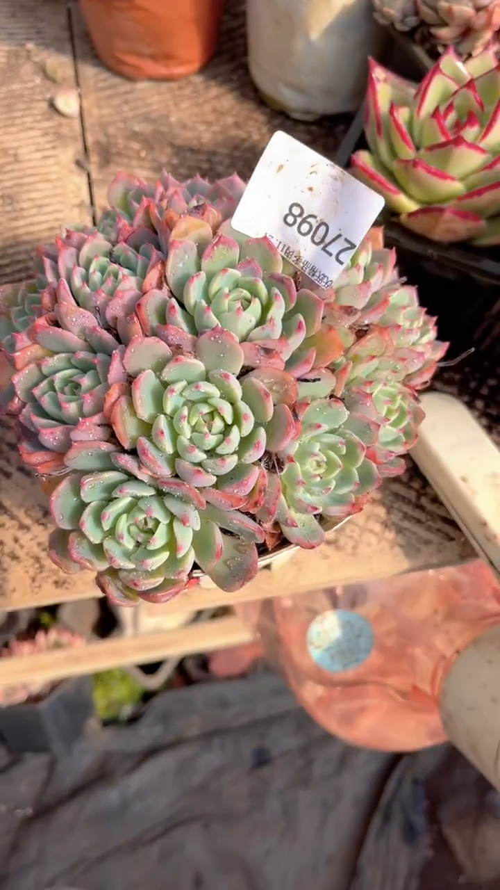 花***宿跃跃精品多肉27098