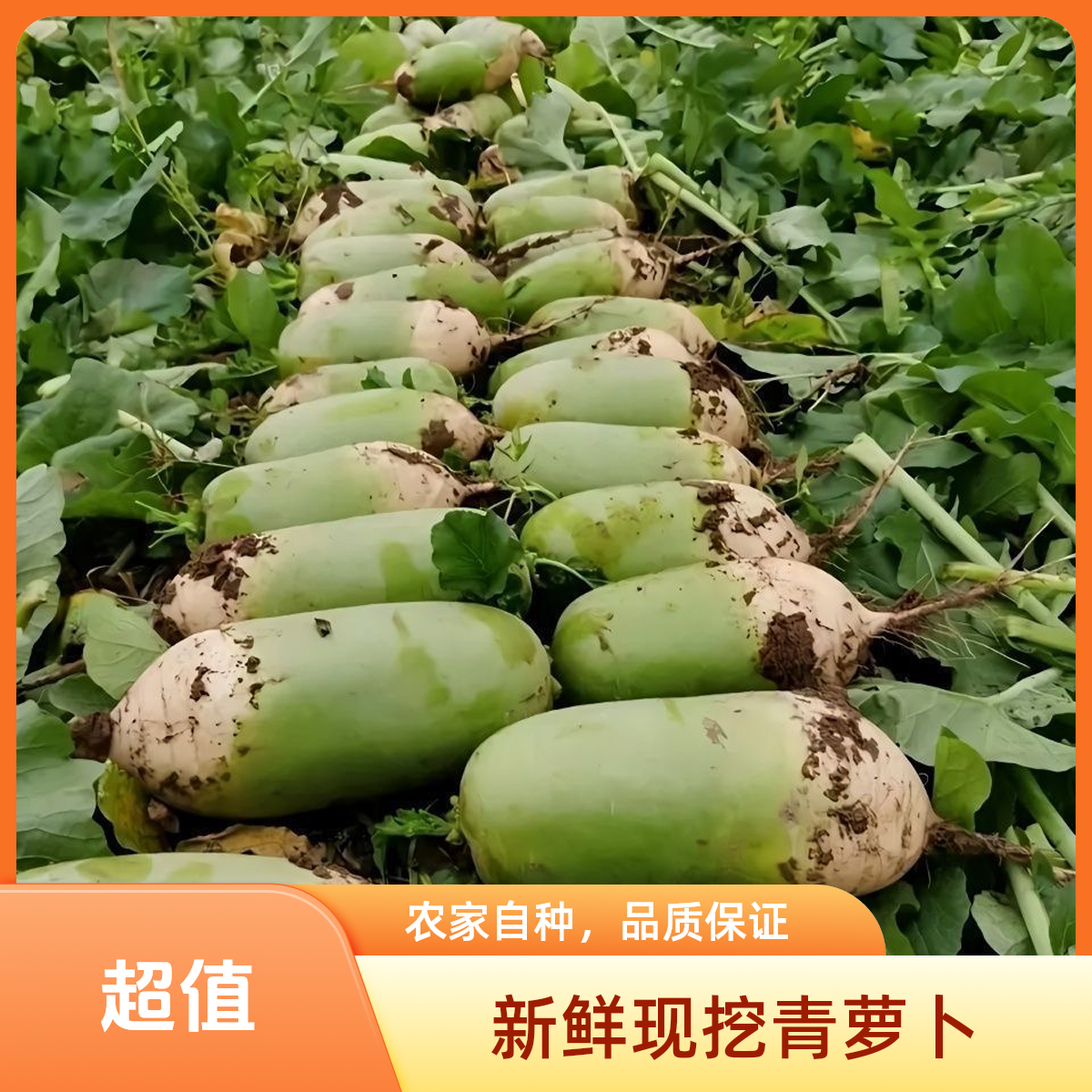 新鲜现挖青萝卜农家自种白萝卜绿色蔬菜5/9斤整箱批发非水果萝卜